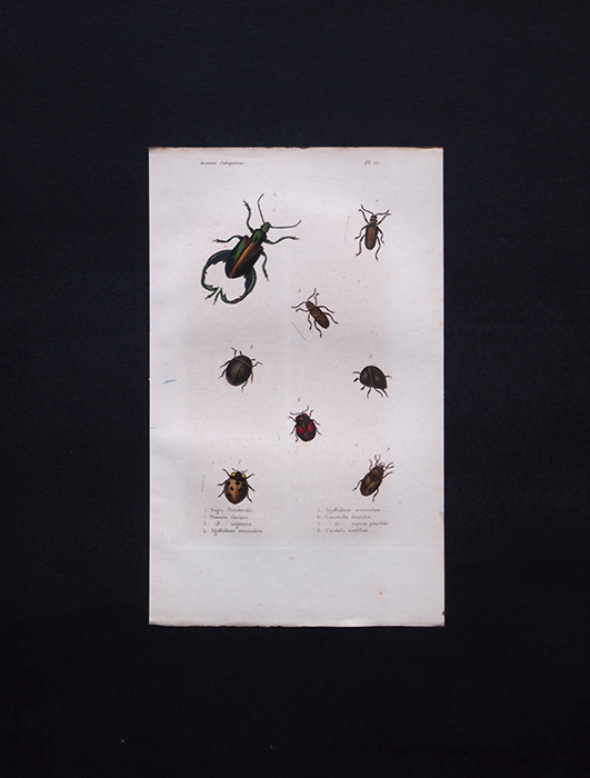 古い甲虫類の版画 Insectes Coléoptéres 2
