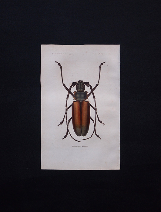古い甲虫類の版画 Insectes Coléoptéres 1