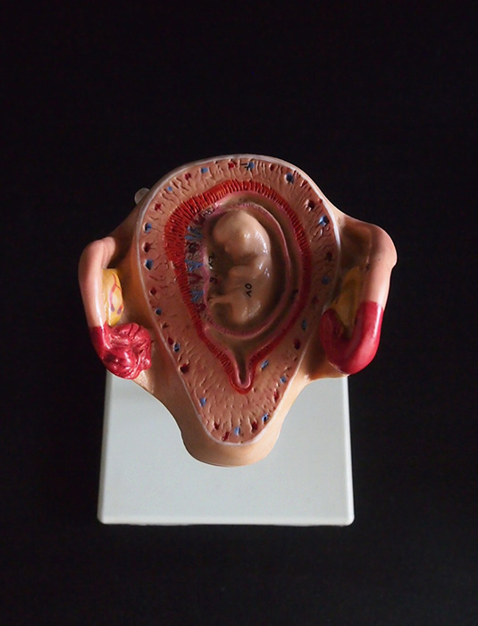 胎児の発育過程模型  2. Monat
