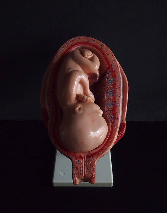 胎児の発育過程模型 7. Monat