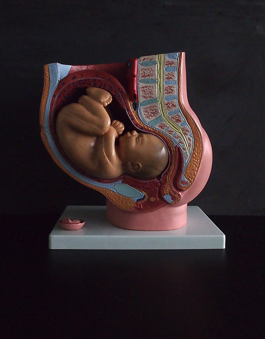胎児の発育過程模型 9. Monat