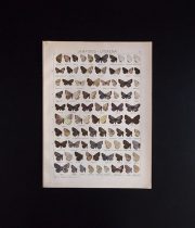 古い蝶の版画　LAMPIDES – LYCAENA