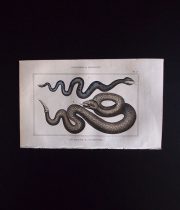 蛇の図版　OPHIDIENS ou SERPENTS