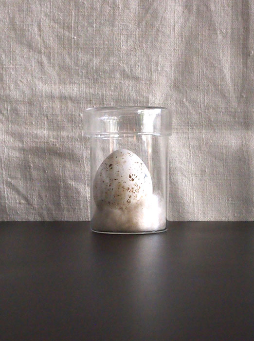 ガラス瓶入り卵の標本 A