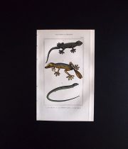 爬虫類の版画　SAURIENS ou LÉZARDS