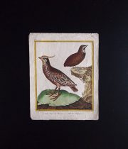 ビュフォンの鳥類史 I  Caille Huppée