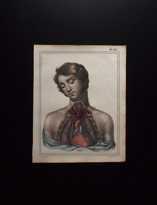 人体解剖図  Le cœur et les organes de la poitrine