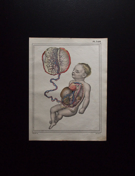 人体解剖図  Foetus et utérus