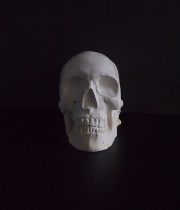 石膏製頭蓋骨