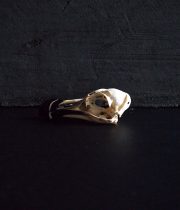 オオハシウミガラスの頭蓋骨