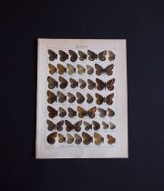 古い蝶の版画  OENEIS