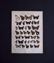 古い蝶の版画  CALLIANA – NOTOCRYPTA