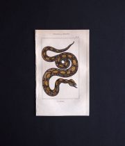 蛇の図版 OPHIDIENS ou SERPENTS