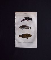 魚類の図版 3