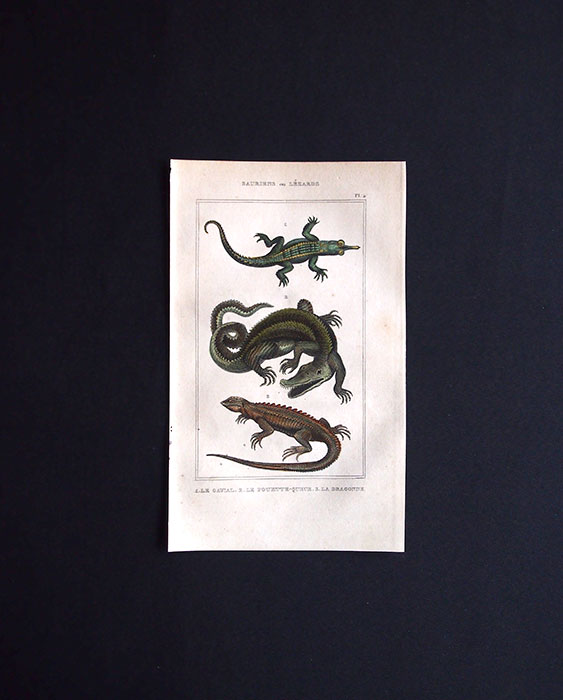 爬虫類の図版  SAURIENS ou LÉZARDS