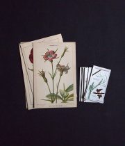 10周年記念サービス品  植物のカード・セット