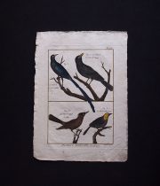 博物図版  Ornithologie 1