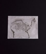 骨の図版  Palaeotherium