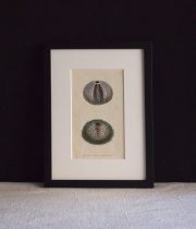 ウニの図版 額装品