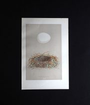 鳥の巣と卵の図版 6
