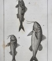 Buffon Histoire Naturelle des POISSONS
