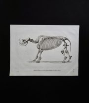骨の図版 6　犀の全身骨格