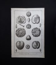 鉱物図版 Histoire Naturelle , Minéralogies 9