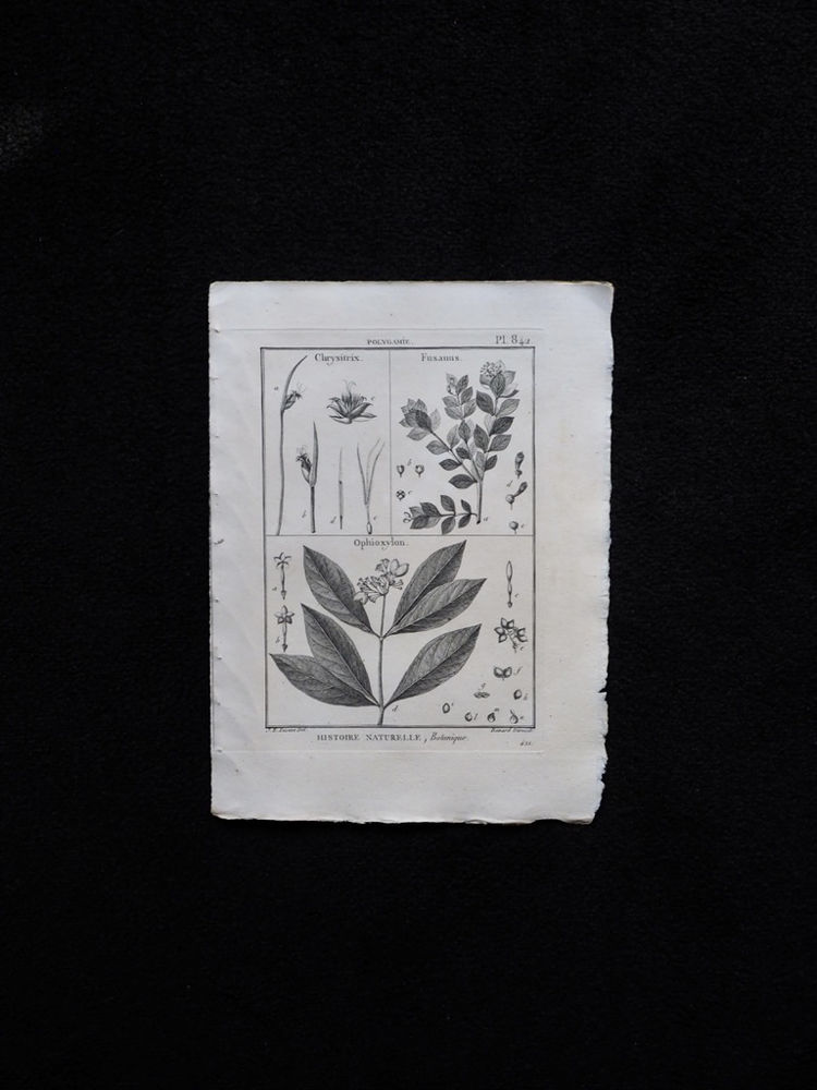 植物の銅版画 5