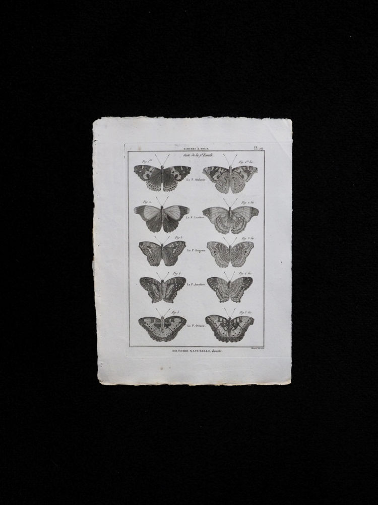 蝶の銅版画 4