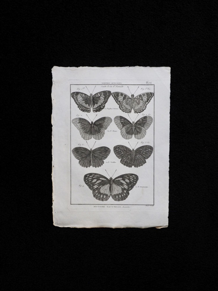 蝶の銅版画 5