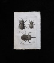 甲虫の銅版画 1