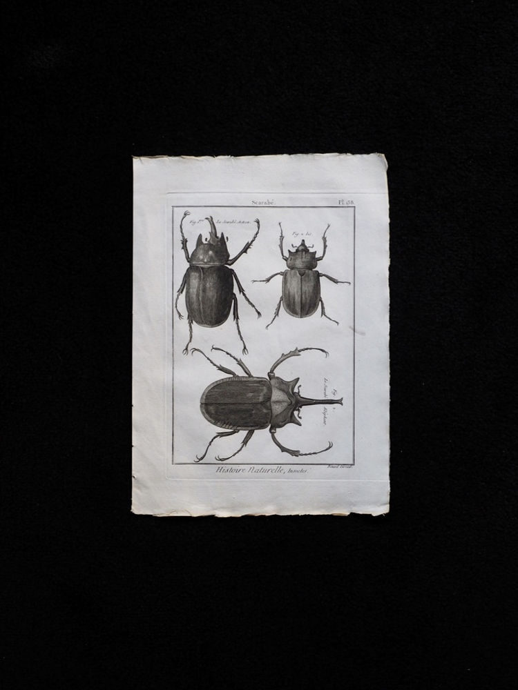 甲虫の銅版画 1