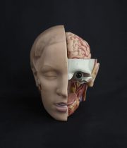 人体解剖模型 tête 頭部
