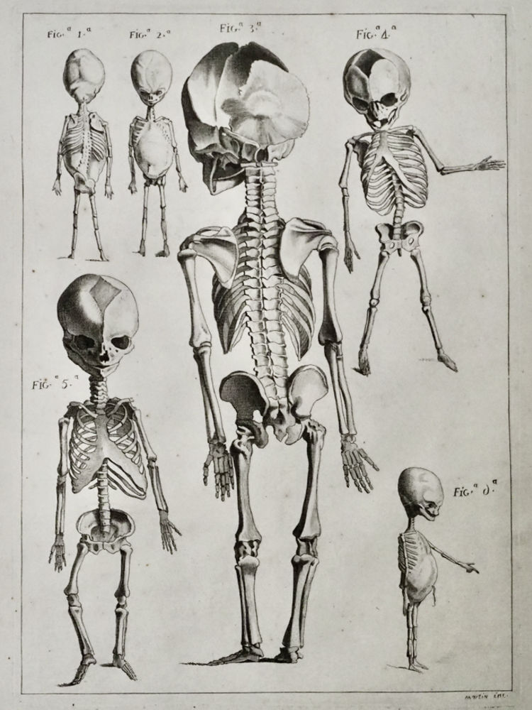 人体解剖図　Nouveau recueil d’ostéologie et de myologie