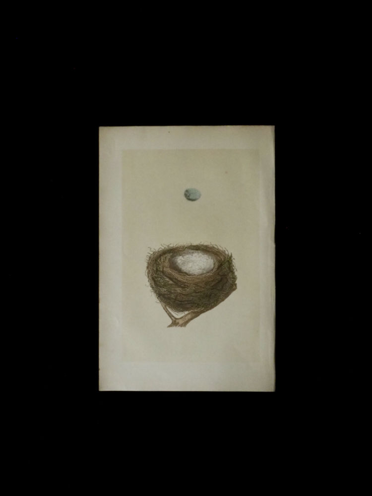 鳥の巣と卵の図版 15