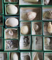 13周年記念サービス品　貝の標本セット