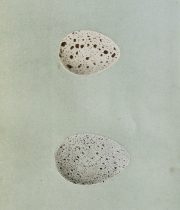 A Natural History of The Nest and Eggs of British Birds