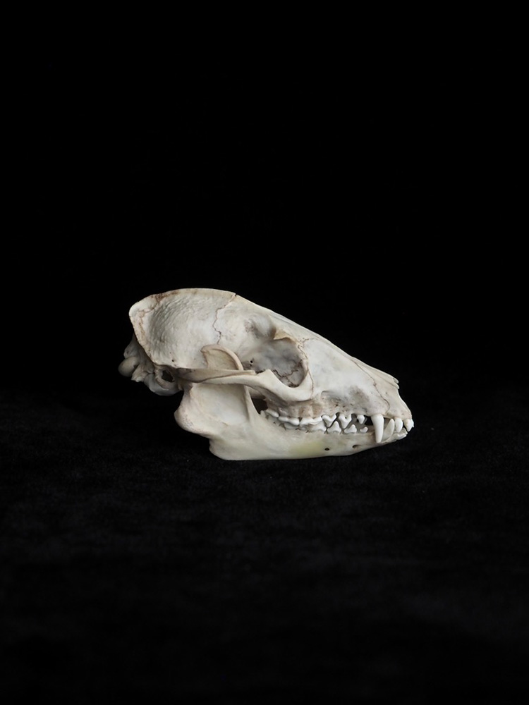 アライグマの頭蓋骨